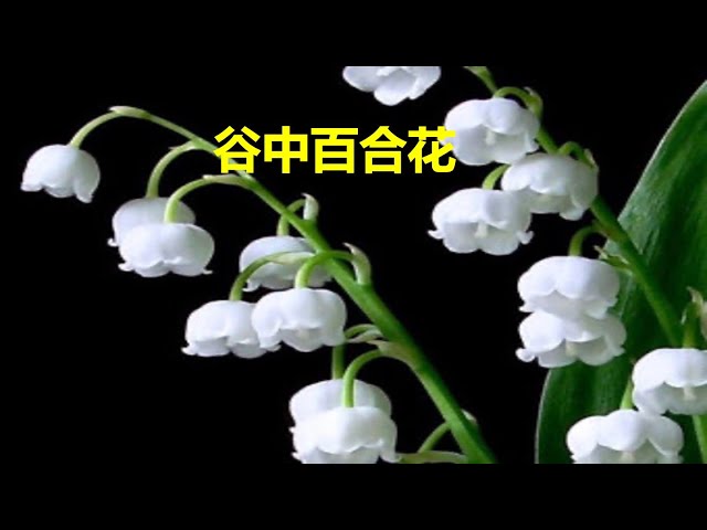 台語詩歌：谷中百合花 The Lily of the Valley （傳統詩歌）