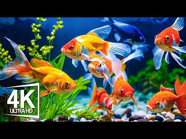 In The Aquarium You Can See Huge Sea Creatures 4K (ULTRA HD) - The Most Beautiful Fish In The World