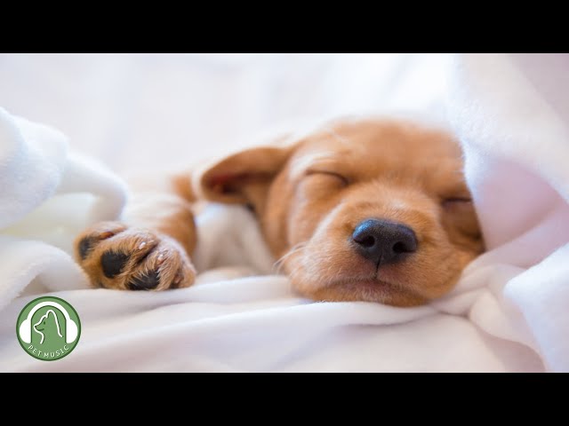 Sleeping Music for Dogs🐶Relaxing Music to Help Your Dog Sleep🎵Stress Relief Music, Music for Dog.