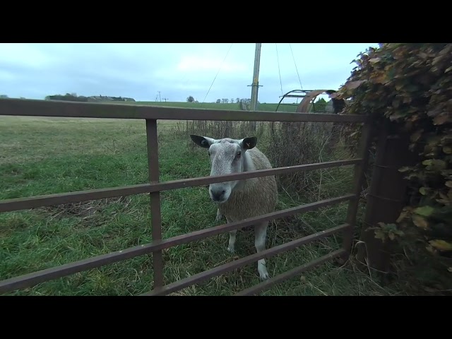 Farm animal came over to check out my new Camera in 3d VR180