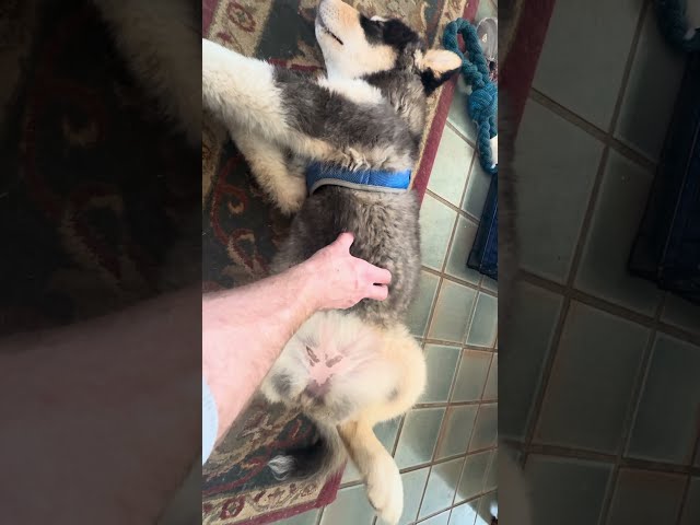 🐕Malamute Puppy Loving Belly Scratches 🥰 🐾 #cutepuppies#malamute#love#shortsfeed #short#dog#alaska