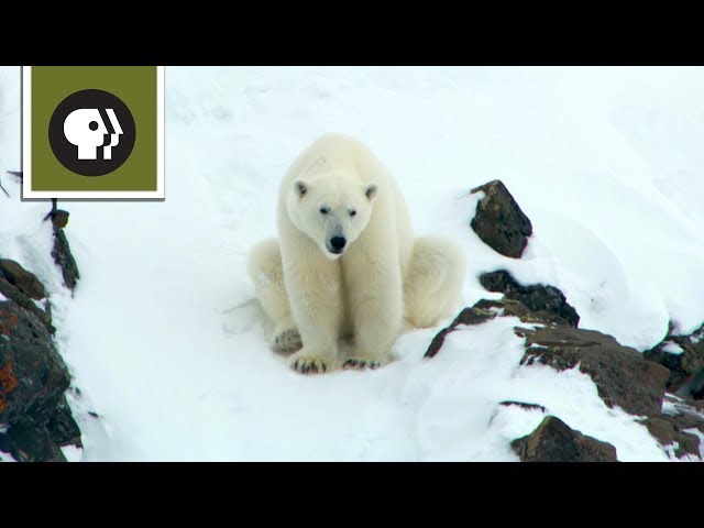 Polar Bear Mom Creates Avalanche to Save Family