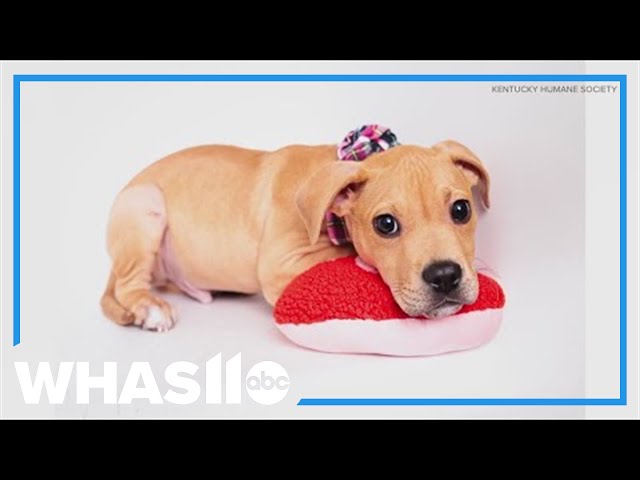 Kentucky Humane Society surprises animal lovers with 'puppy grams' for Valentine's Day