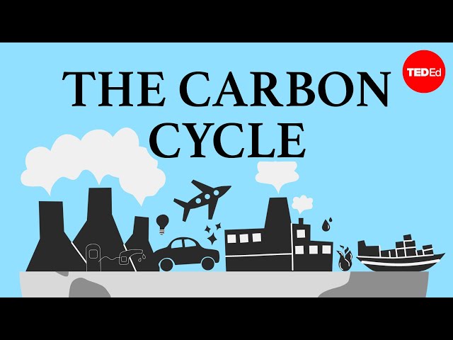 The carbon cycle - Nathaniel Manning