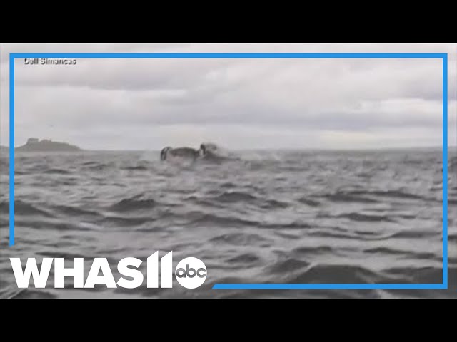 Caught on camera: A humpback whale briefly swallows kayaker in Chilean Patagonia