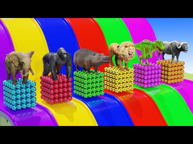 Long Slide Game With Elephant Gorilla Buffalo Hippopotamus Tiger - 3d Animal Game - Funny 3d Animals