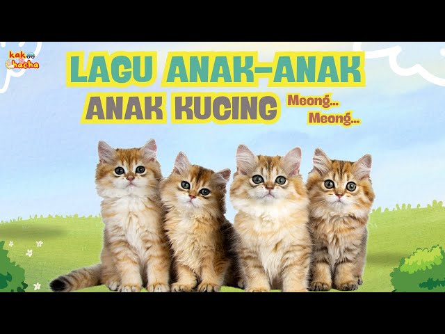 ANAK KUCING MEONG MEONG - BALONKU ADA LIMA -  KERETA API - KOMPILASI LAGU ANAK BALITA/@kakadanchacha