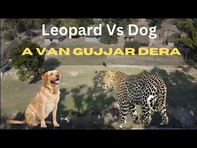 A Leopard or A Dog || Kaun Khatarnak Ho Sakta Hai || Jungle Vlog || Van Gujjar Dera