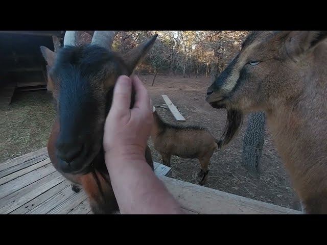 BUCK, GOATS, PIGS, CHICKENS - LETS WALK AND TALK