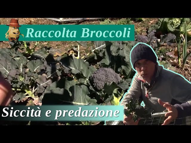 La coltivazione dei Broccoli - Raccolta, Siccità e Predazione