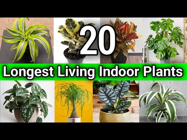 20 Longest Living Indoor Plants | Long Lived Indoor Plants | Long Lasting Plant | Indoor House Plant