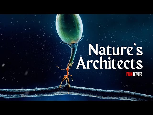 Nature's Architects: Unveiling the Incredible Building Skills of the Wild