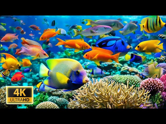 4K Aquarium Piano - Explore the Stunning World of Sea Jellyfish and Beautiful Coral Reef Fish