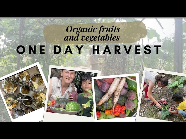 A day of organic veggies harvest on our farm | fresh food for a family of 5