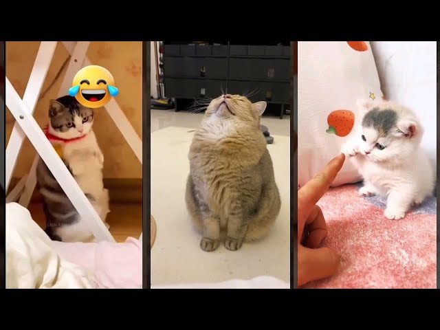 Cat Funny Videos 😼 #viral 🐱 #funanimals #1837