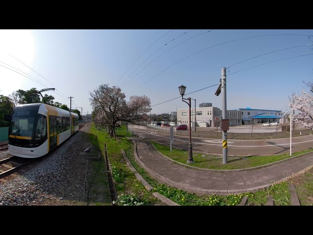 市内電車　ローカル線　ロケーションフォト　VR Cherry blossom