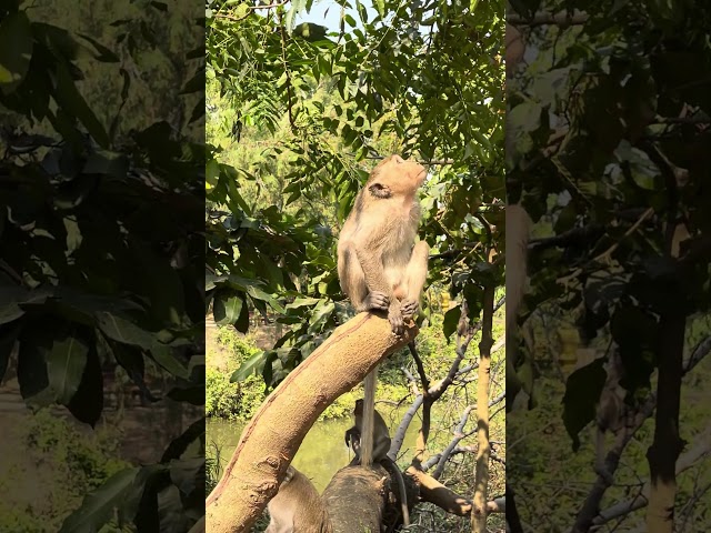 Playful Monkey in Nature – A Stunning Wildlife Moment! 🌿🌞