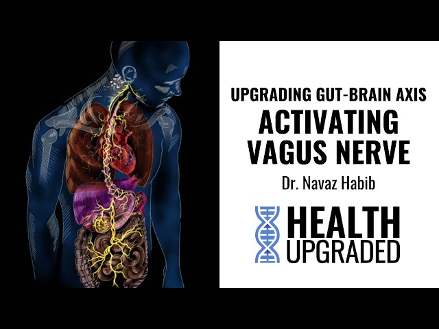 Understanding the Vagus Nerve