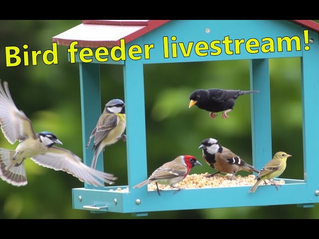 🔴Live Bird Feeder House Stream! 🌿🕊 24x7 streaming!