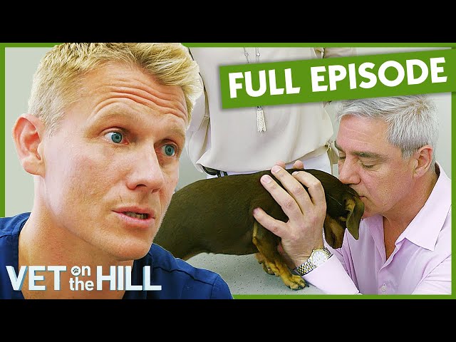 Dr Scott Treats Celebrity Dog With Shocking Enlarged Liver 😱 S3 Ep1 | Vet on the Hill Full Episodes