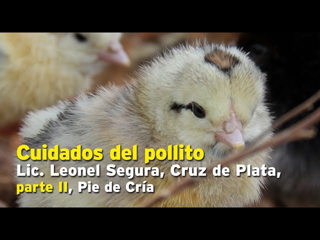 Cuidados del pollito, Lic. Leonel Segura, Cruz de Plata, parte II, Pie de Cría oficial