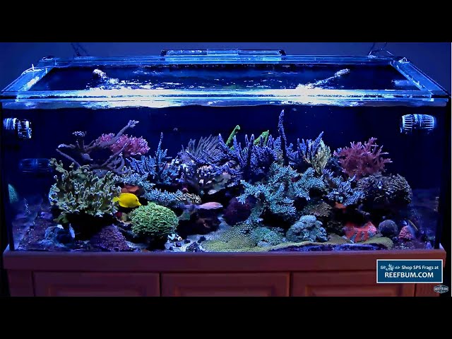 ReefBum Coral Reef Aquarium Live Webcam