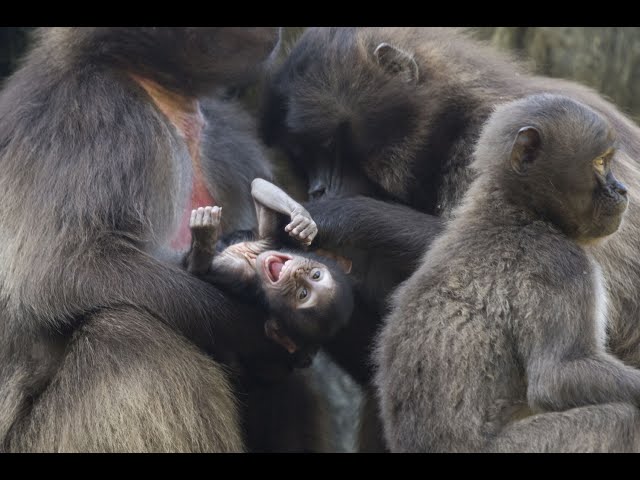 Bronx Zoo Welcomes Baby Gelada Baboon