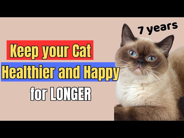 10 Proven Senior Cat Care Tips That Actually Work