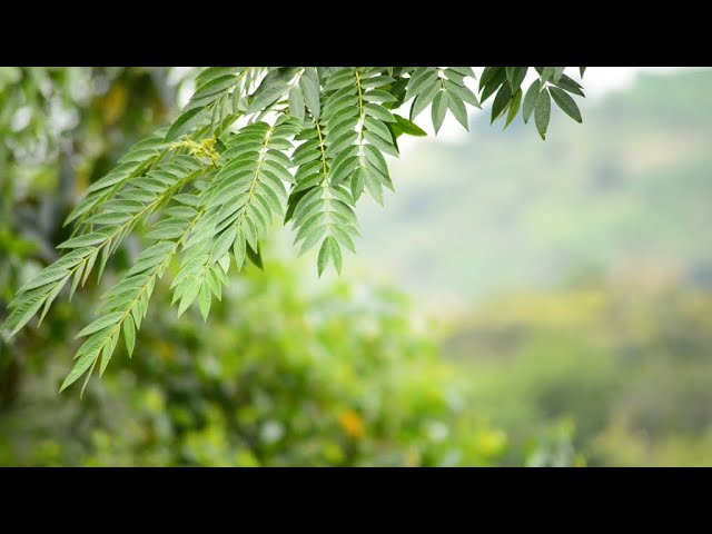 Farm Tour | جولة بالمزرعة - ASMR