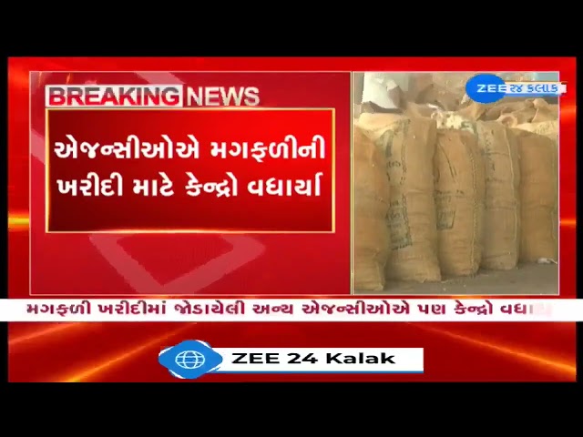 GUJCOMASOL increases number of centers for procuring groundnuts at MSP in Rajkot, Junagadh