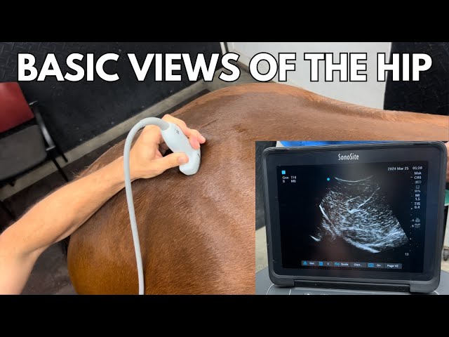 Basic Pelvic Ultrasound of the horse