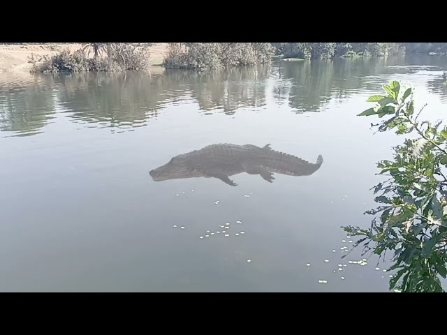 Crocodile in river //Pani me magarmachh//