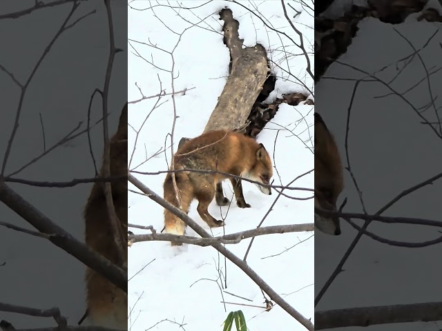 A Day of the Fox Searching for Buried Food in the Snow #hokkaidolove #animals #nature