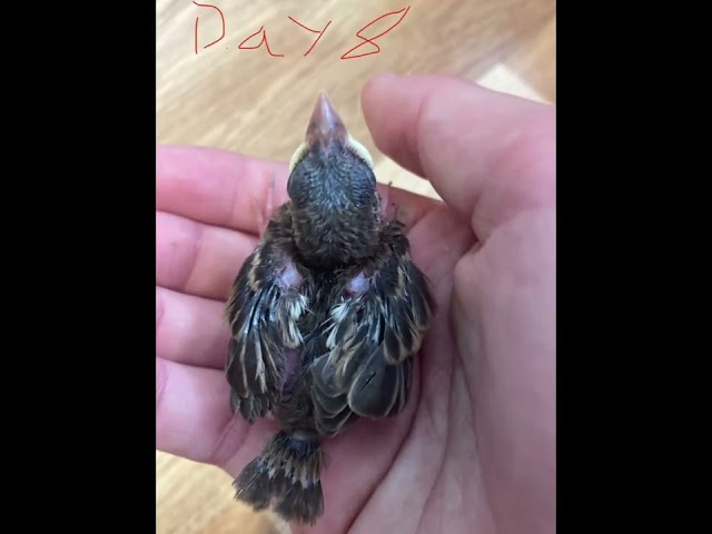 Baby house sparrow growing 1-14  days