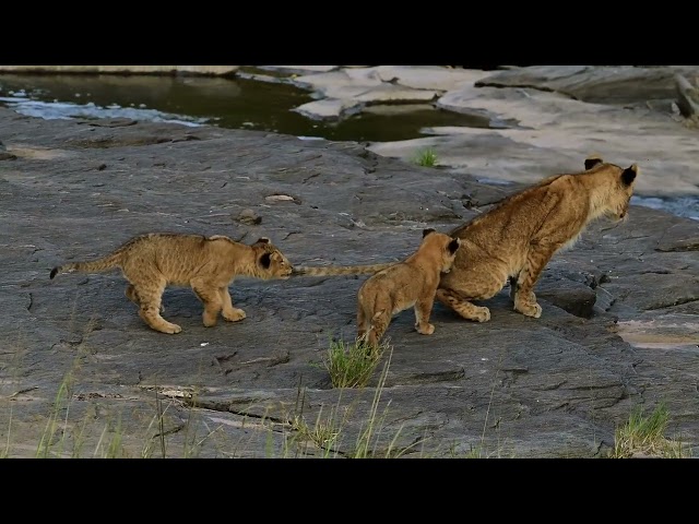 Cute and Funny Video of lion Cubs Playing in Maasai Mara