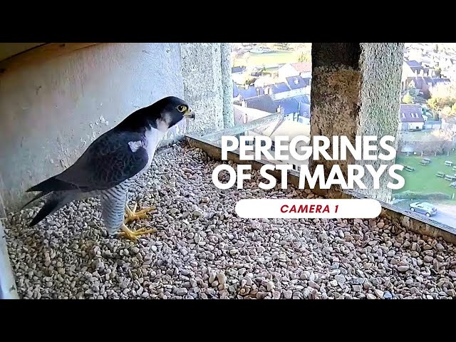 Peregrines of St Marys - Camera 1