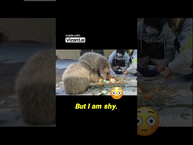 Shy Capybara Turns Into Food Lover Instantly