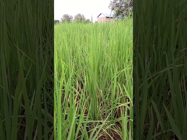 Turning a Small Rice Farm into a THRIVING Business (2024)