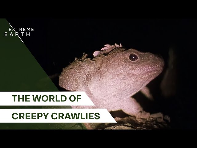 Uncovering Earth's Largest and Strangest Invertebrates | Giant Creepy Crawlies with Nigel Marven