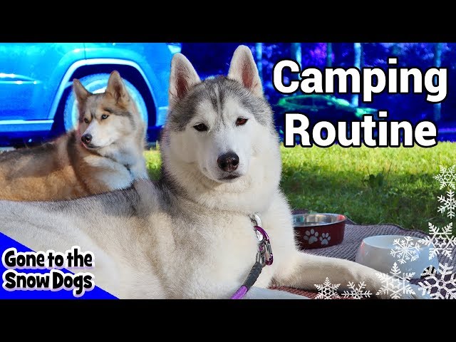 My Dog's Camping Routine | Huskies Camping Routine 2018