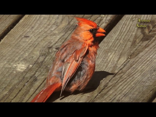 Northern Cardinal In Mutation