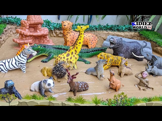 Wild Animals in Different Habitats: Rainforest, Desert, Arctic