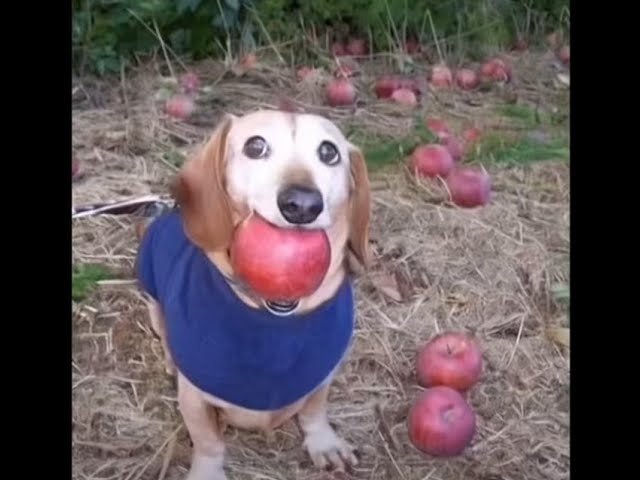 Ai Dog Apple Tiktok Meme Compilation 🐶🍎