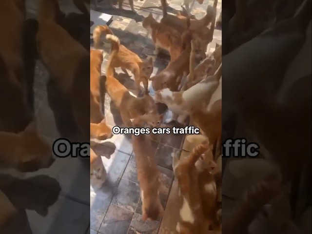 Funny animal videos I found on Instagram and Tiktok #shorts #funnyanimals #cat #funnypets #funny