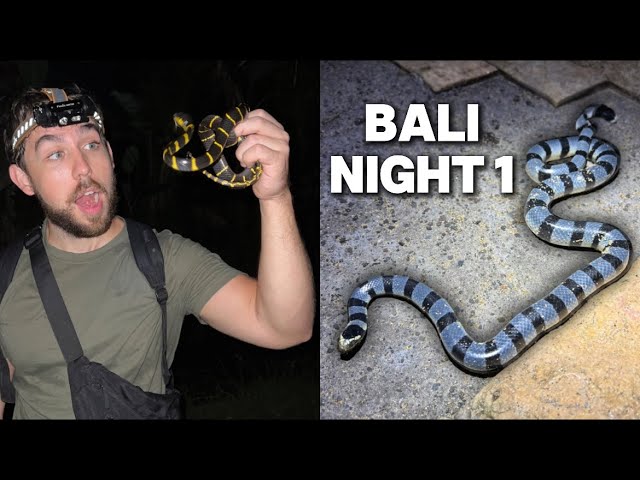 Leaving My Life in America Behind to Catch Bali's Deadliest Snakes!