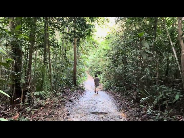 Walking Through the Serene & Lush Green MacRitchie Trail, Singapore | Nature, Calm & Tranquility 🌳🇸🇬