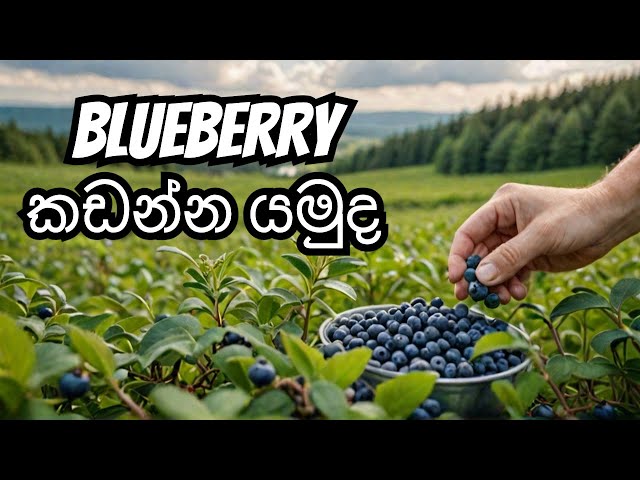 Blueberry කඩමු 🇨🇦 | Blueberry picking in Canada #sinhala #canada