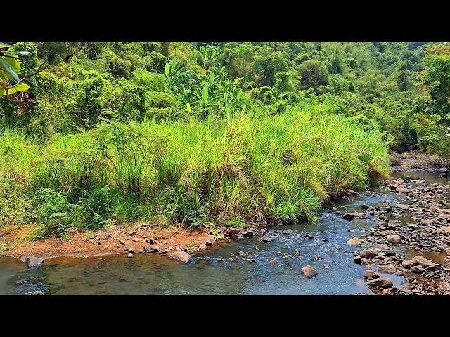 Calm River and Birds Singing Softly | Relaxing Nature Sounds for a Peaceful Mood