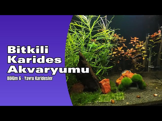 Bitkili Karides Akvaryumu | Yavru Mavi Melek Karidesler