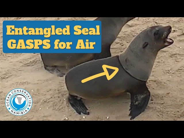 Entangled Baby Seal Gasps For Air